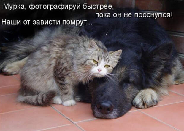 Кот с собака котоматрица фото позитив