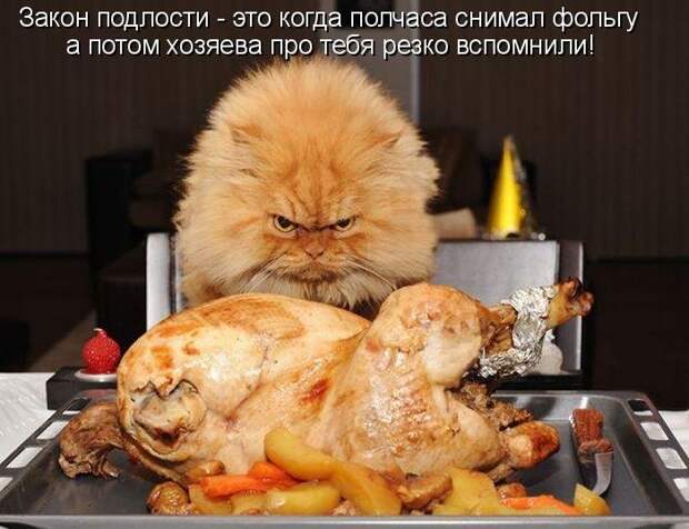 Котоматрица (81 фото)