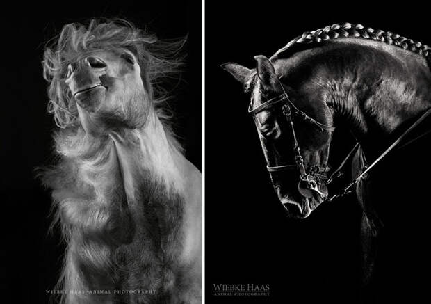 Сэмми и Атила животные, искусство, лошади, фотография