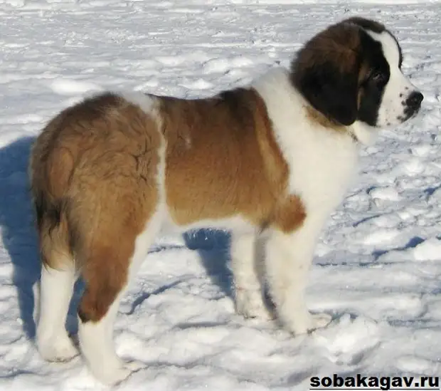 Московская сторожевая собака. Описание, особенности, уход и цена породы