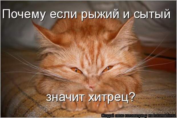Лучшие котоматрицы недели (50 фото)