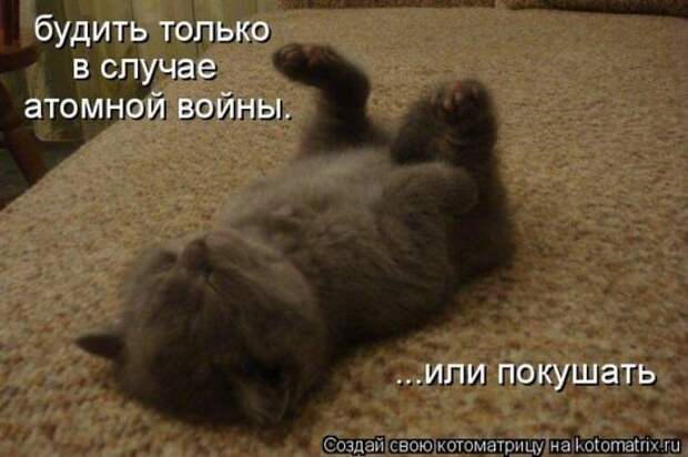 Котоматрица 26