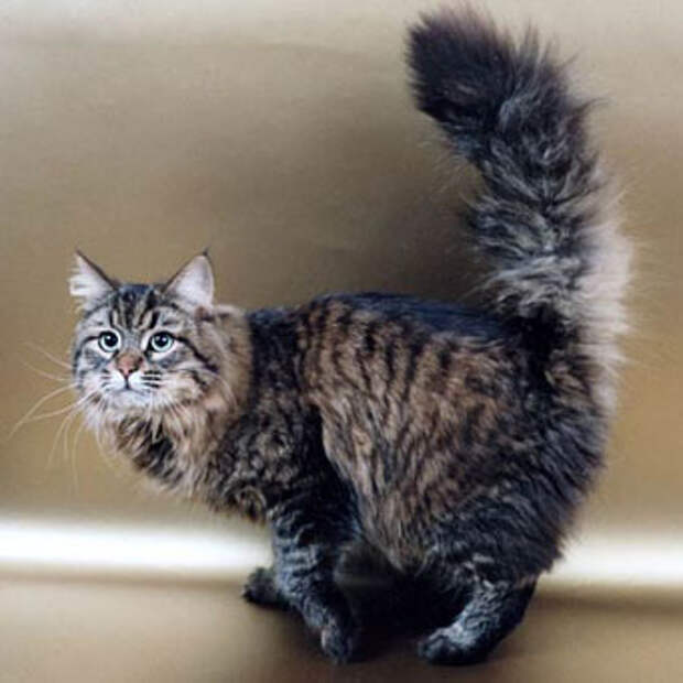 Как правильно содержать кошек?