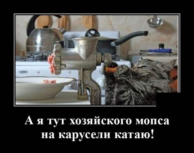 Демотиватор про кота и мясо