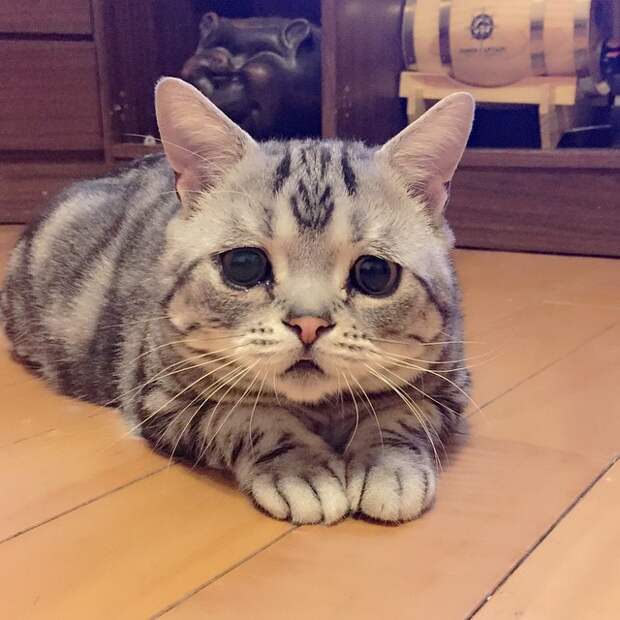 Грустная кошка по кличке Луху (14 фото) Грустная кошка по кличке Луху (14 фото)