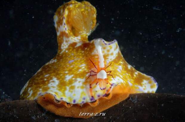 1413-990x656_a Императорская креветка – обычный попутчик голожаберника Ceratosoma, который питается там, где его «хозяин» отложил ленточные яйца. Креветка неплохо пристроилась, получая и дом и пищу, однако ученые пока не знают, получает ли моллюск какие-либо преимущества от креветки