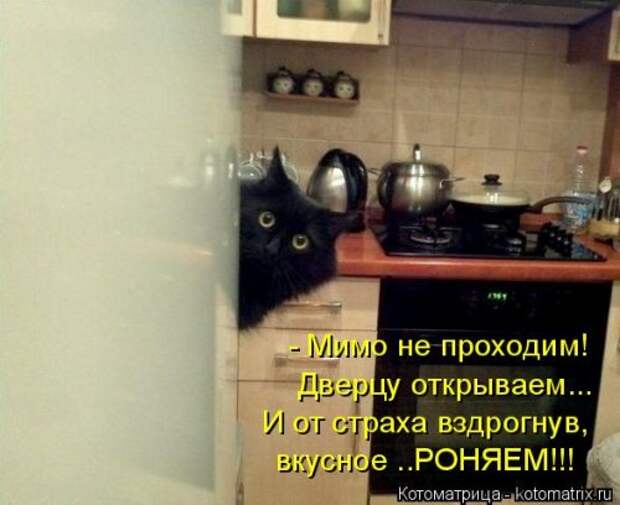 Новая котоматрица для всех! (36 фото)