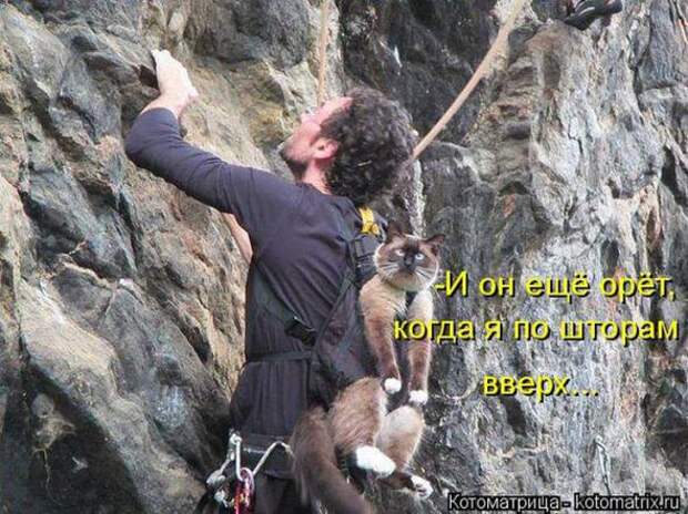 Котоматрицы (картинки с надписями)