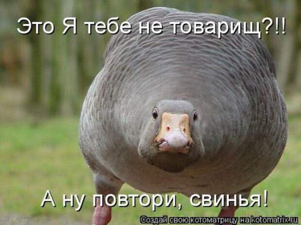 Подборка Котоматриц 2010 - Выпуск 28