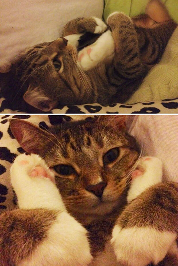 Компактный котик. Компактный котик.