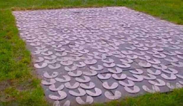 женщины спасли 100 лошадей застрявших на острове