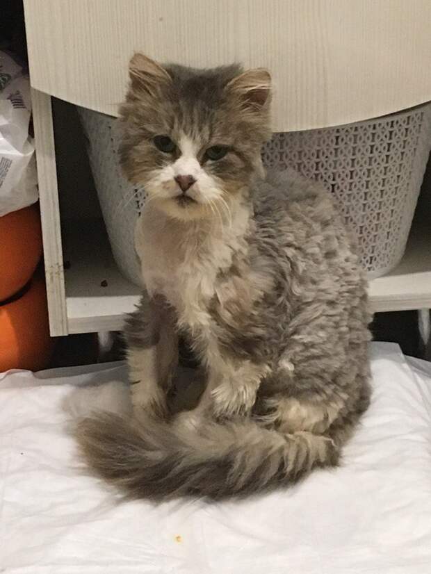 Кот, сбитый машиной, не мог сделать и движения без боли кот, кошка, сбитый кот