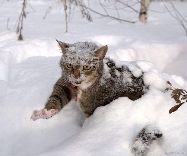 Кот в снегу
