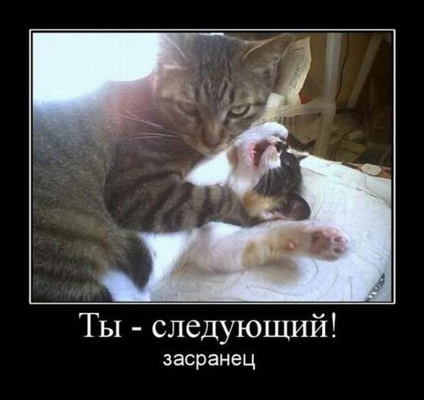 Сборник моих демотиваторов демотиватор, сборник