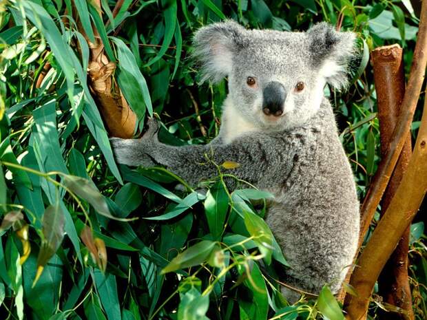 Koala01 Самые удивительные факты о коалах