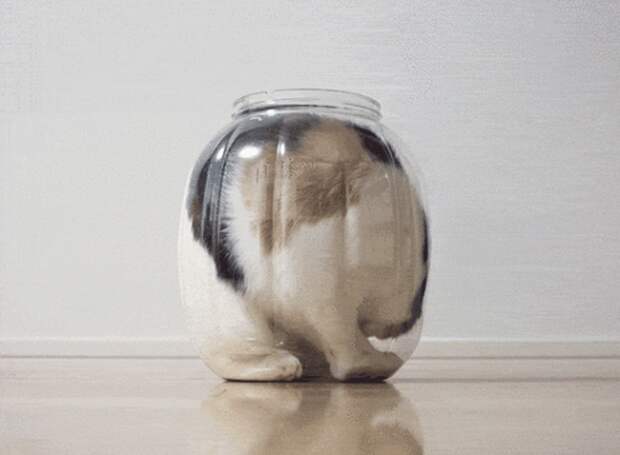 15 фотографий, доказывающих, что коты — это жидкость