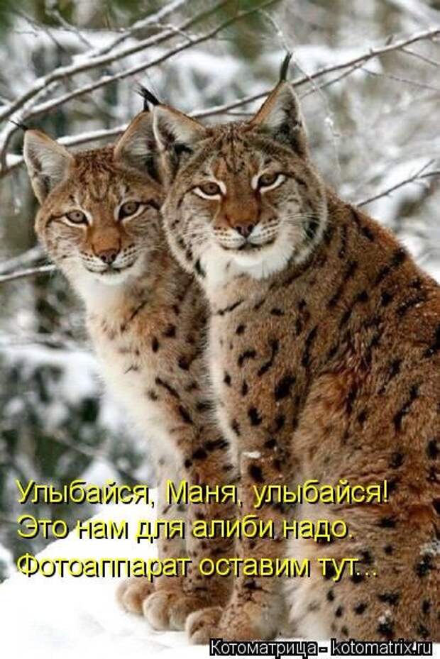 Новая котоматрица (36 фото)