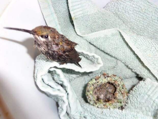 Спасенные птенцы колибри – самое симпатичное из всего, что вы когда-либо видели колибри, птички, спасение