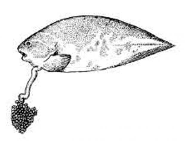 Морской слизень или псевдолипарис (лат. Pseudoliparis amblystomopsis) (англ. Snailfish)