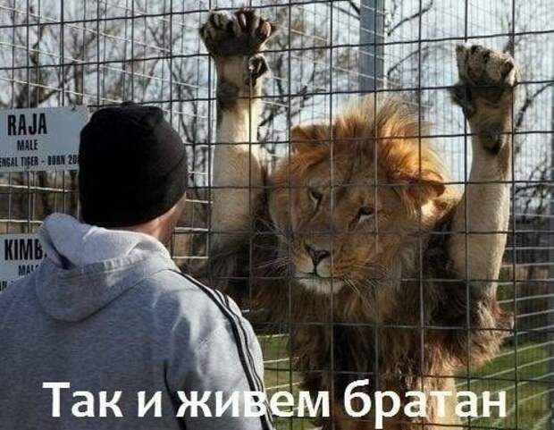 Подборка ржачных картинок