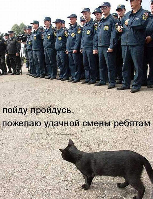 Смешные животные из КотоМатрицы (49 шт.) Смешные животные из КотоМатрицы (49 шт.)