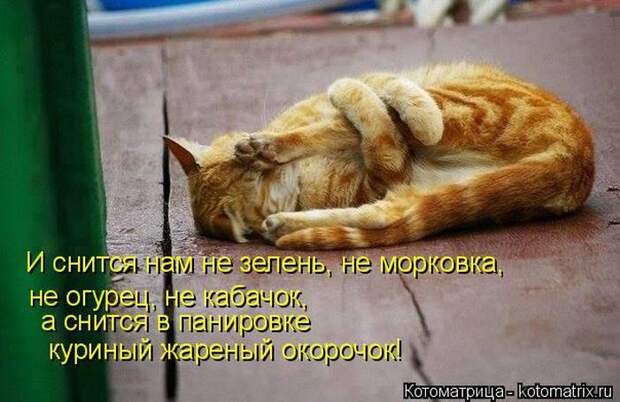 Лучшие котоматрицы недели (50 фото)