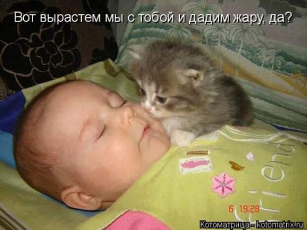 Новая котоматрица для всех (23 фото)