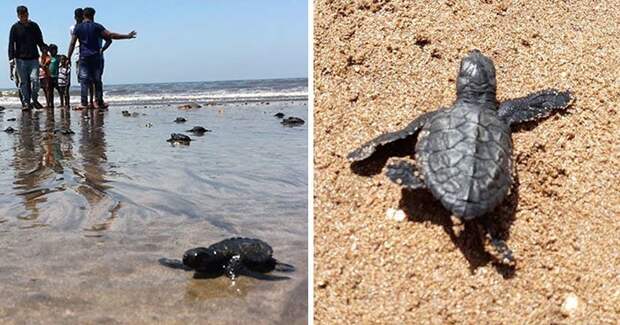 После расчистки пляжа в Мумбаи туда впервые за 20 лет вернулись черепахи активисты, индия, морская черепаха, морские животные, окружающая среда, экологическая акция, экология, экология и мир