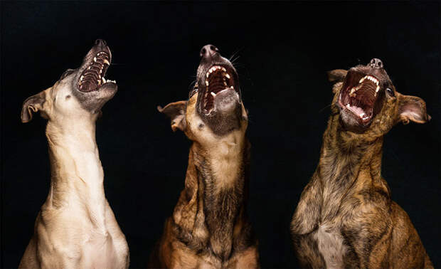 Очень позитивные фотографии собак от Elke Vogelsang