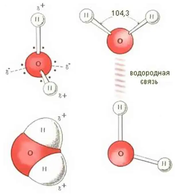 Схема образования водородной связи в молекуле воды