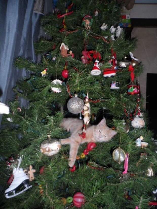 Когда в доме есть кот, с новогодней ёлкой может случиться всякое