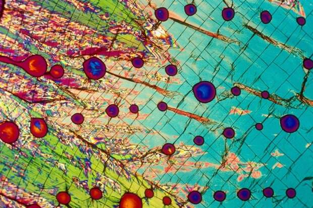 25 снимков под микроскопом, доказывающих, что каждая вещь — это вселенная