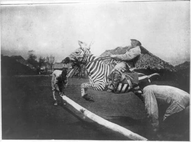 Как приручить зебру: историческое руководство животные, зебра, приручить
