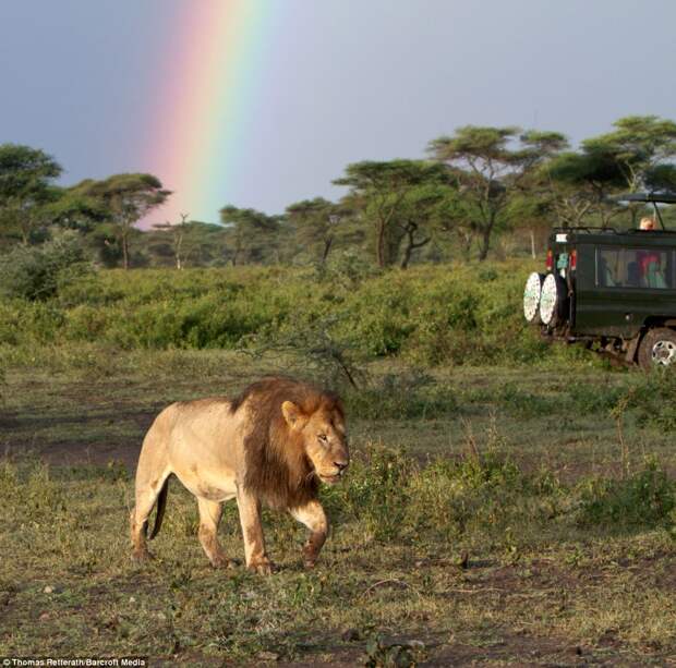 lionbow03 lionbow03 Лев и радуга