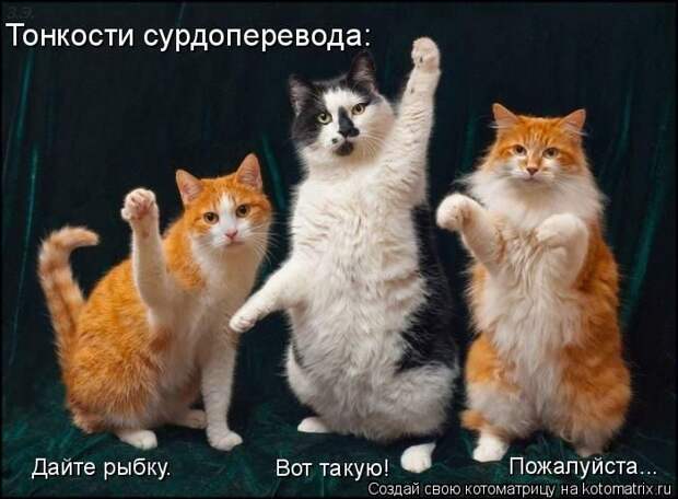 Лучшие котоматрицы прошедшей недели