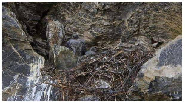 Тест на внимательность: сколько кречетов (птиц) вы видите на фото на скалах?