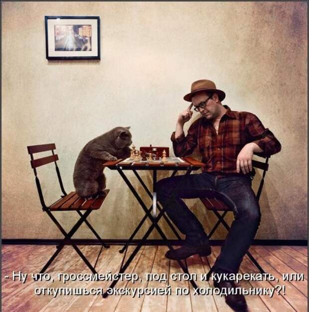 Котоматрица 14