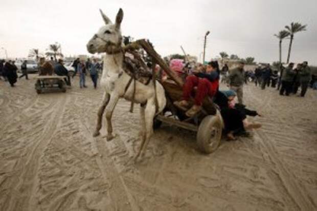 turkish donkey