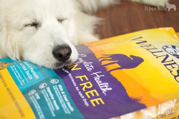 An interesting encounter really made me think about how I feed my dogs. Here's why I feed my Great Pyrenees grain-free dog food #GrainFreeForMe