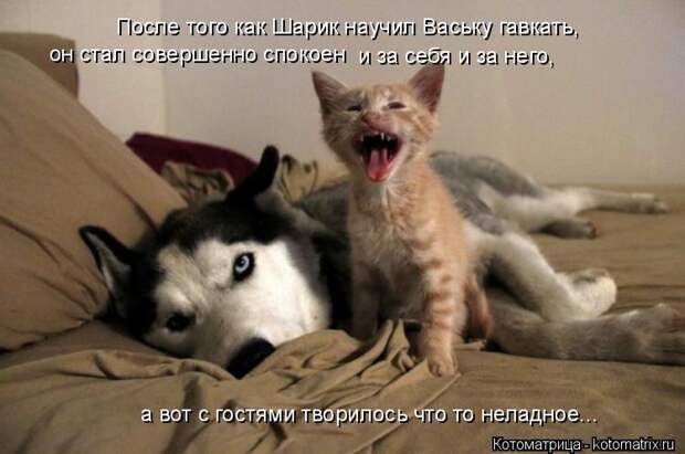 Котоматрица: После того как Шарик научил Ваську гавкать, он стал совершенно спокоен и за себя и за него, а вот с гостями творилось что то неладное...