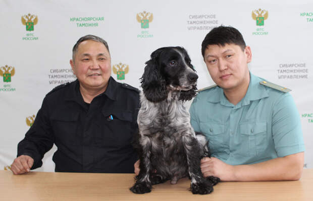 Красноярская таможня ищет хозяина для спаниеля Азора, вышедшего на пенсию