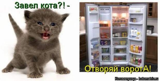 Котоматрицы(картинки с надписями)