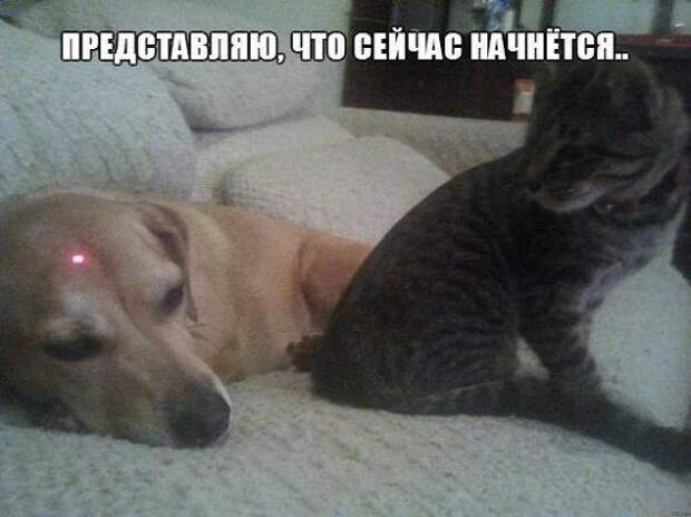 Картинки, юмор, приколы