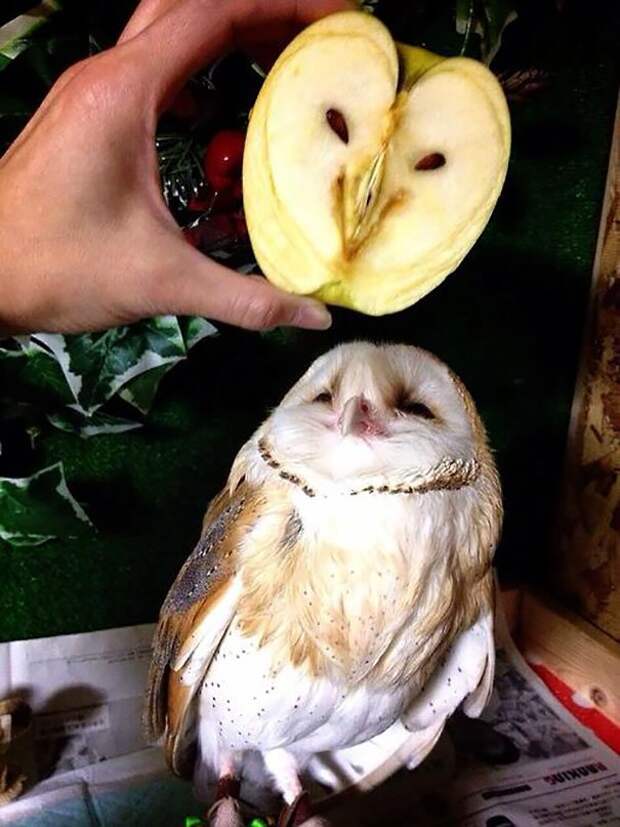сова 