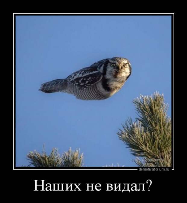 Отличные демотиваторы для хорошего настроения (12 фото)