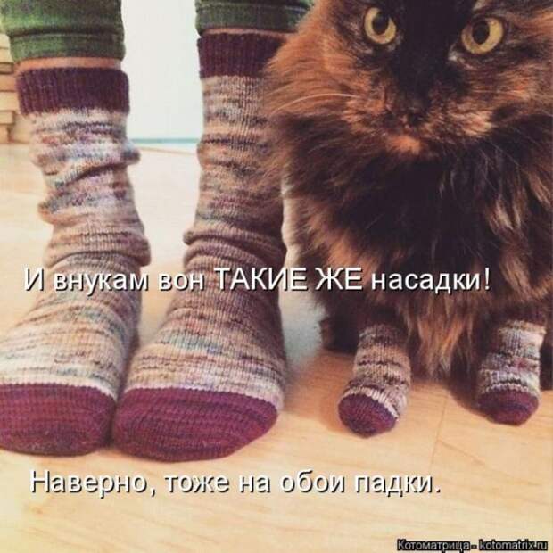 Лучшие котоматрицы недели