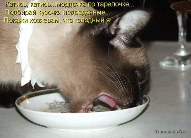 Летняя подборка Котоматриц 2010 - Выпуск 18