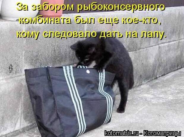 Котоматрица для хорошего настроения (35 фото)