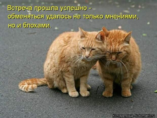 Лучшие котоматрицы недели