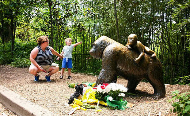 gorilla-shot-after-boy-fall-zoo-enclosure-cincinnati-harambe-13